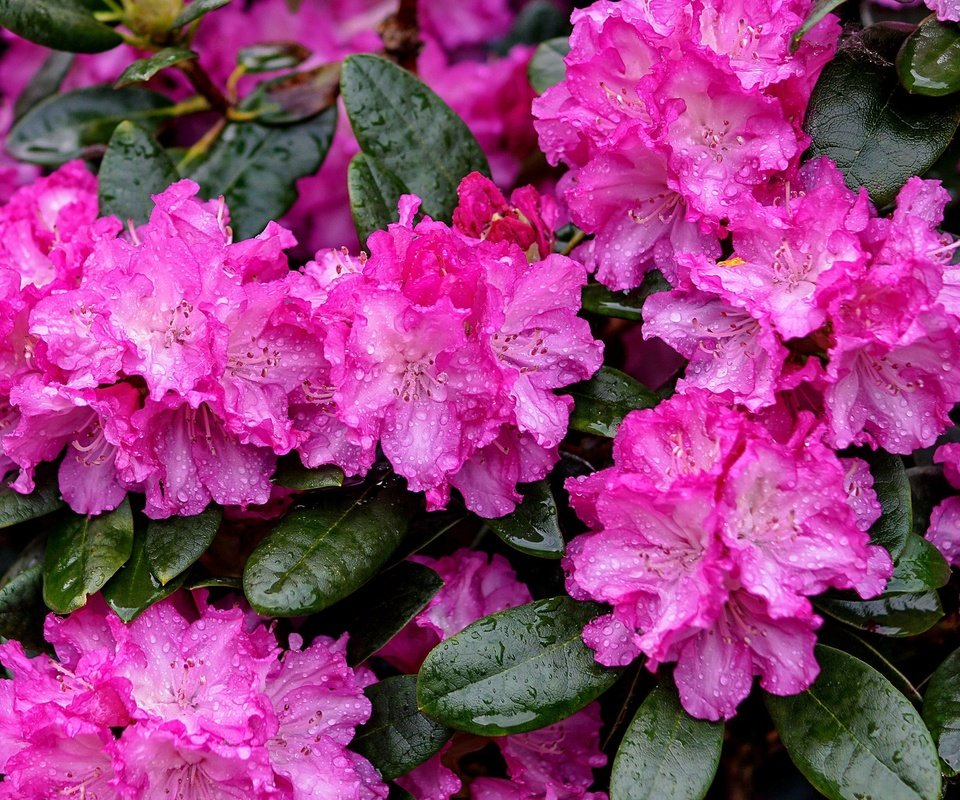 Обои цветы, листья, капли, розовый, азалия, рододендрон, flowers, leaves, drops, pink, azalea, rhododendron разрешение 2048x1300 Загрузить