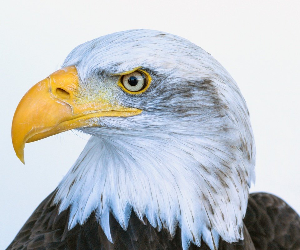 Обои птица, клюв, перья, белоголовый орлан, bird, beak, feathers, bald eagle разрешение 3241x2029 Загрузить