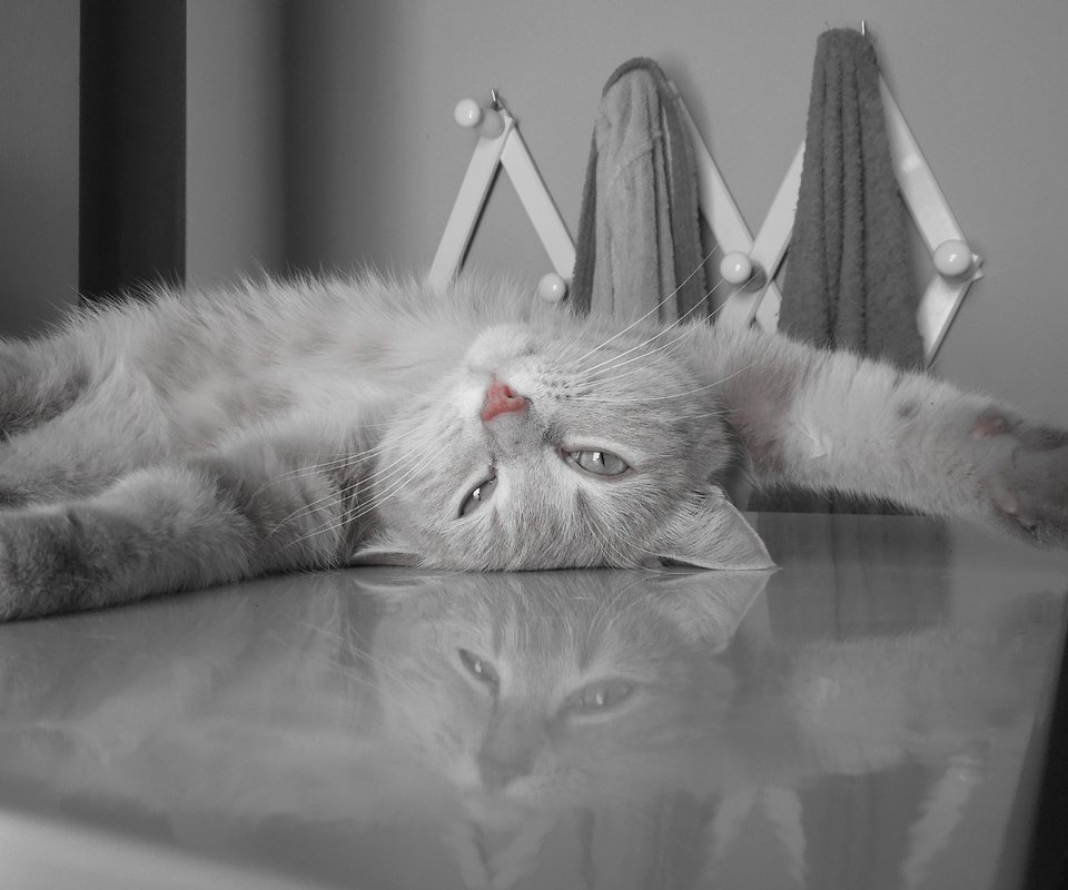 Обои кот, пушистый, серый, отдыхает, cat, fluffy, grey, resting разрешение 2560x1600 Загрузить