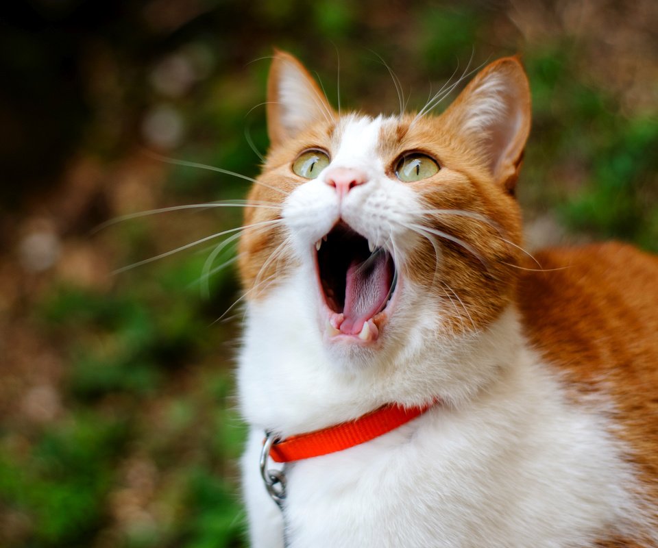Обои кот, зубы, рыжий, язык, рот, зевает, cat, teeth, red, language, mouth, yawns разрешение 2600x1780 Загрузить