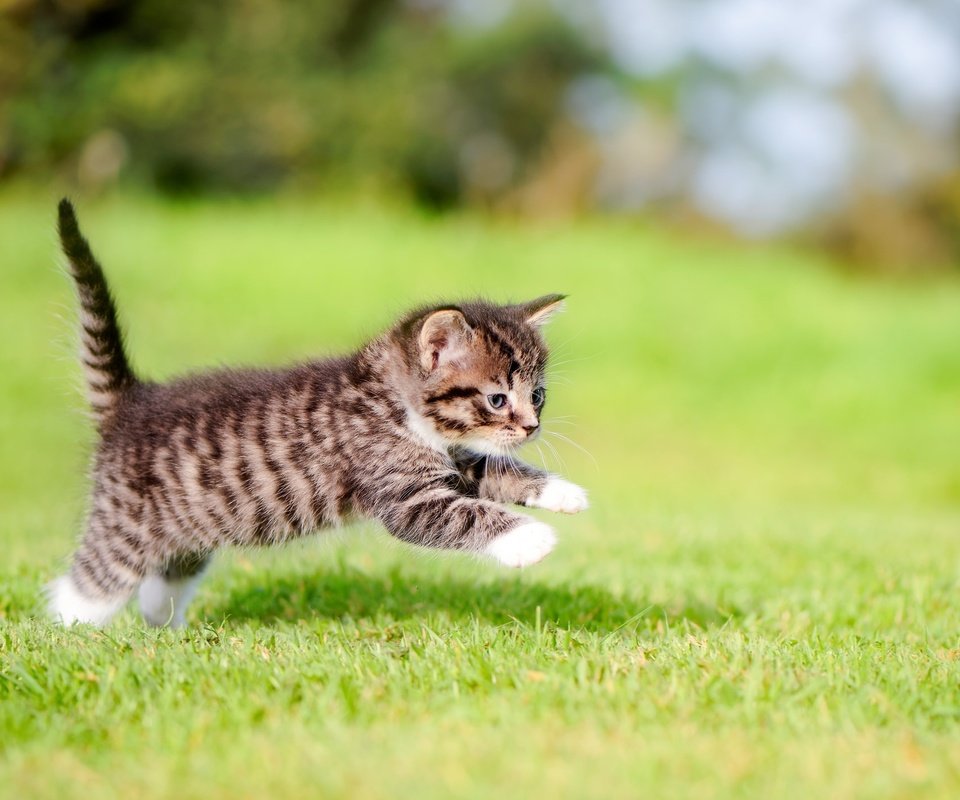 Обои трава, кошка, котенок, прыжок, малыш, лапки, grass, cat, kitty, jump, baby, legs разрешение 2048x1429 Загрузить