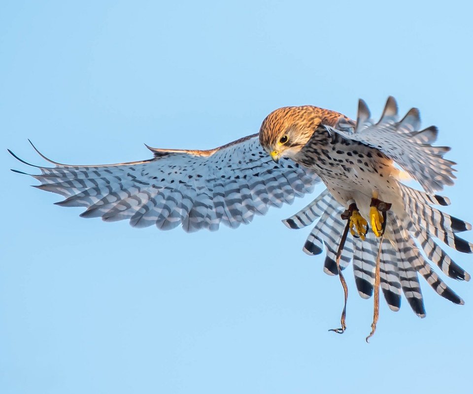 Обои полет, крылья, птицы, хищник, пустельга, flight, wings, birds, predator, kestrel разрешение 2048x1367 Загрузить