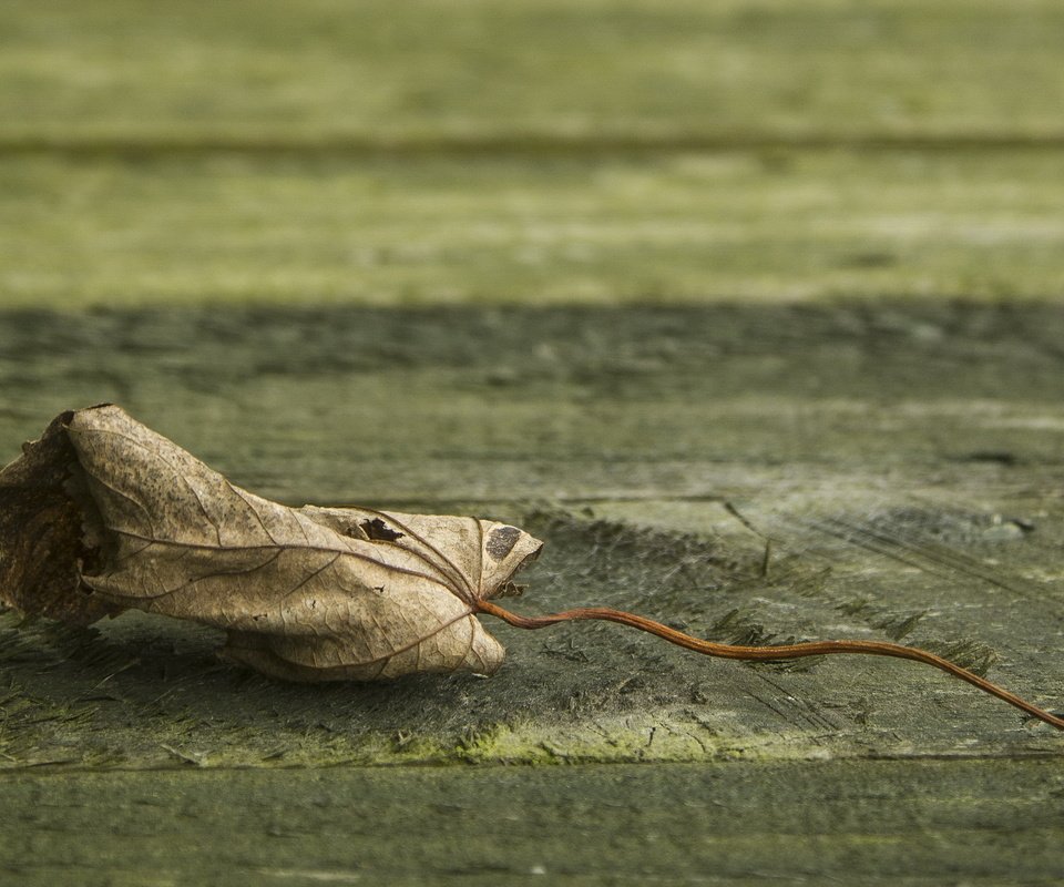 Обои природа, фон, лист, клен, опавший, сухой, nature, background, sheet, maple, fallen, dry разрешение 3000x2000 Загрузить