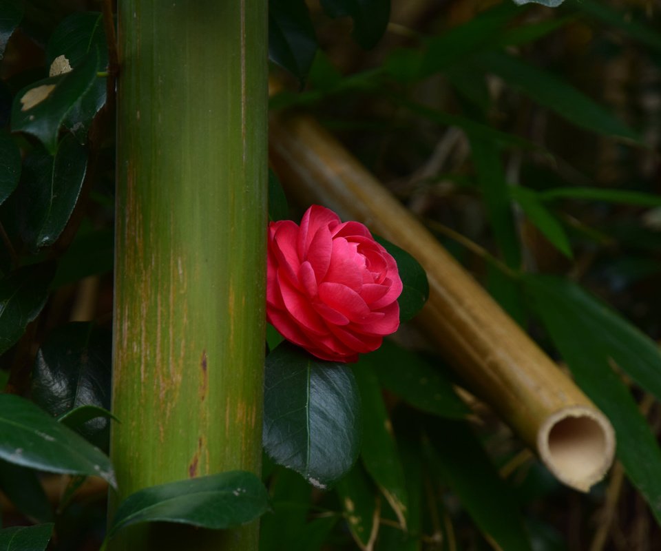 Обои листья, цветок, бутон, камелия, leaves, flower, bud, camellia разрешение 2048x1365 Загрузить