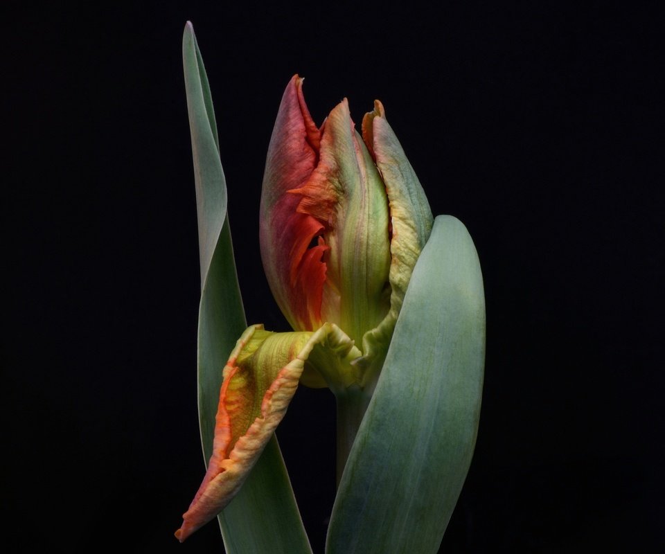 Обои листья, цветок, бутон, черный фон, тюльпан, leaves, flower, bud, black background, tulip разрешение 2048x1264 Загрузить