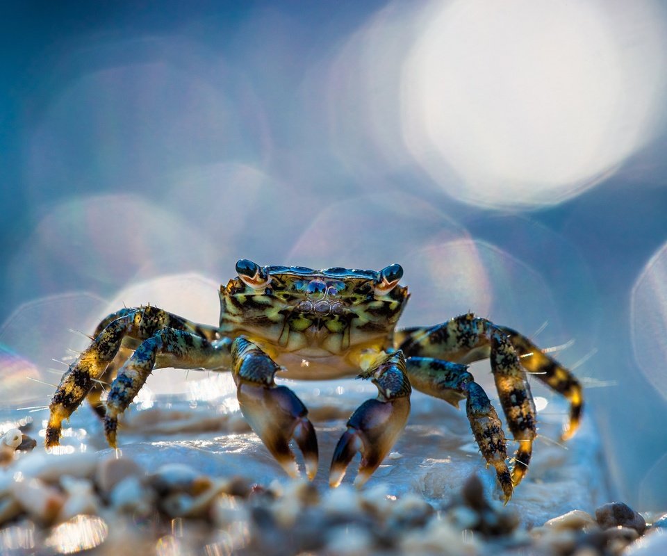 Обои макро, блики, краб, клешни, клещи, macro, glare, crab, claws, mites разрешение 2500x1667 Загрузить