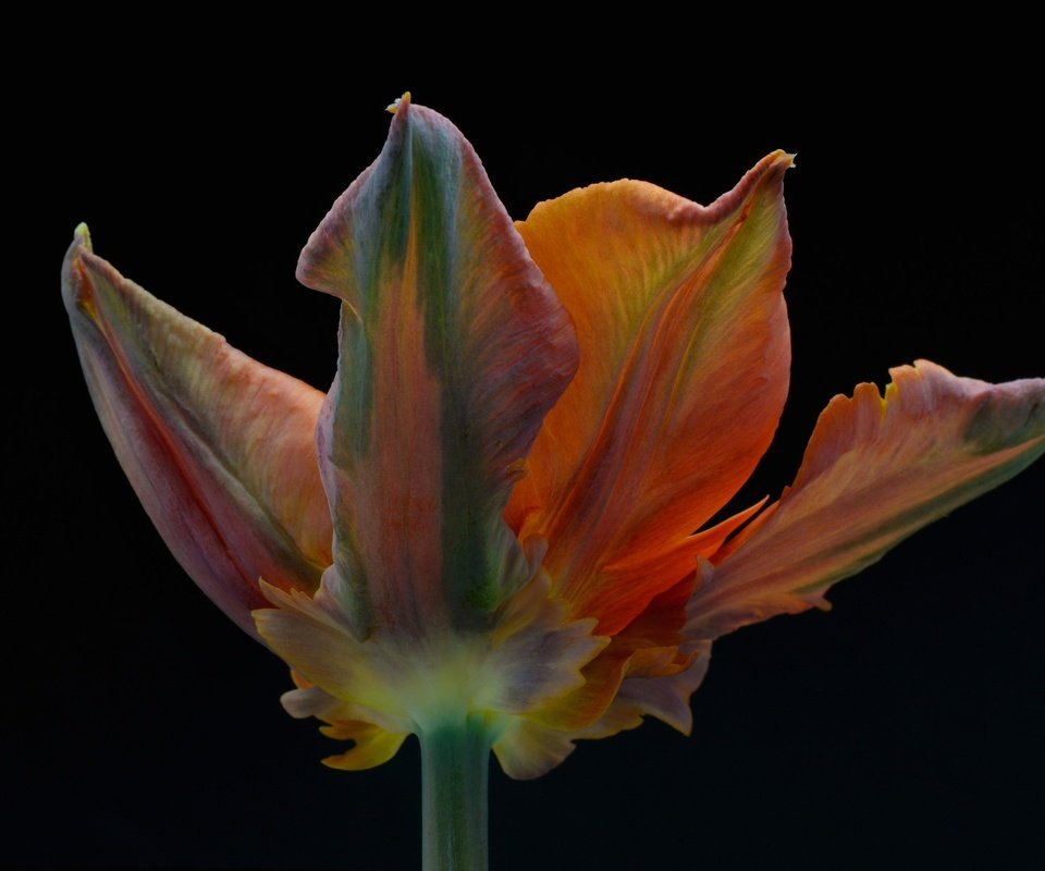 Обои макро, фон, цветок, лепестки, черный фон, тюльпан, macro, background, flower, petals, black background, tulip разрешение 2048x1367 Загрузить