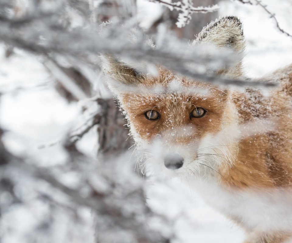 Обои морда, снег, взгляд, рыжая, лиса, лисица, животное, face, snow, look, red, fox, animal разрешение 4978x3319 Загрузить