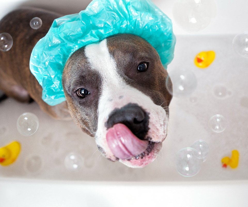 Обои морда, взгляд, собака, язык, ванна, мыльные пузыри, амстафф, face, look, dog, language, bath, bubbles, amstaff разрешение 1920x1080 Загрузить