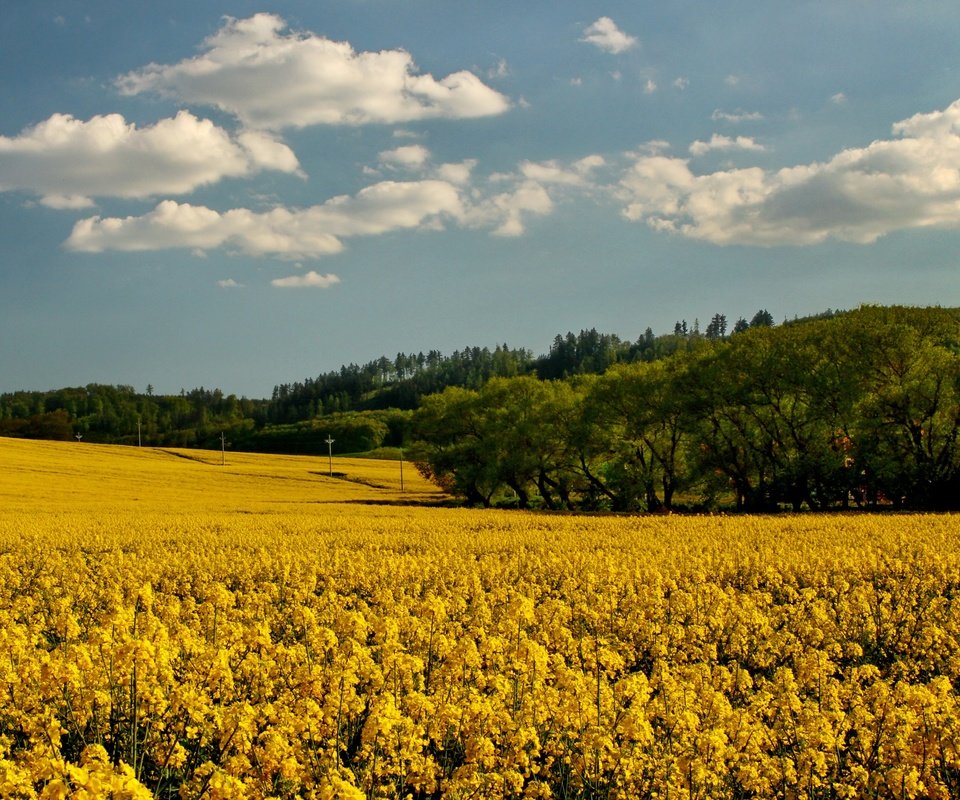 Обои небо, цветы, облака, деревья, поле, рапс, the sky, flowers, clouds, trees, field, rape разрешение 2700x1800 Загрузить