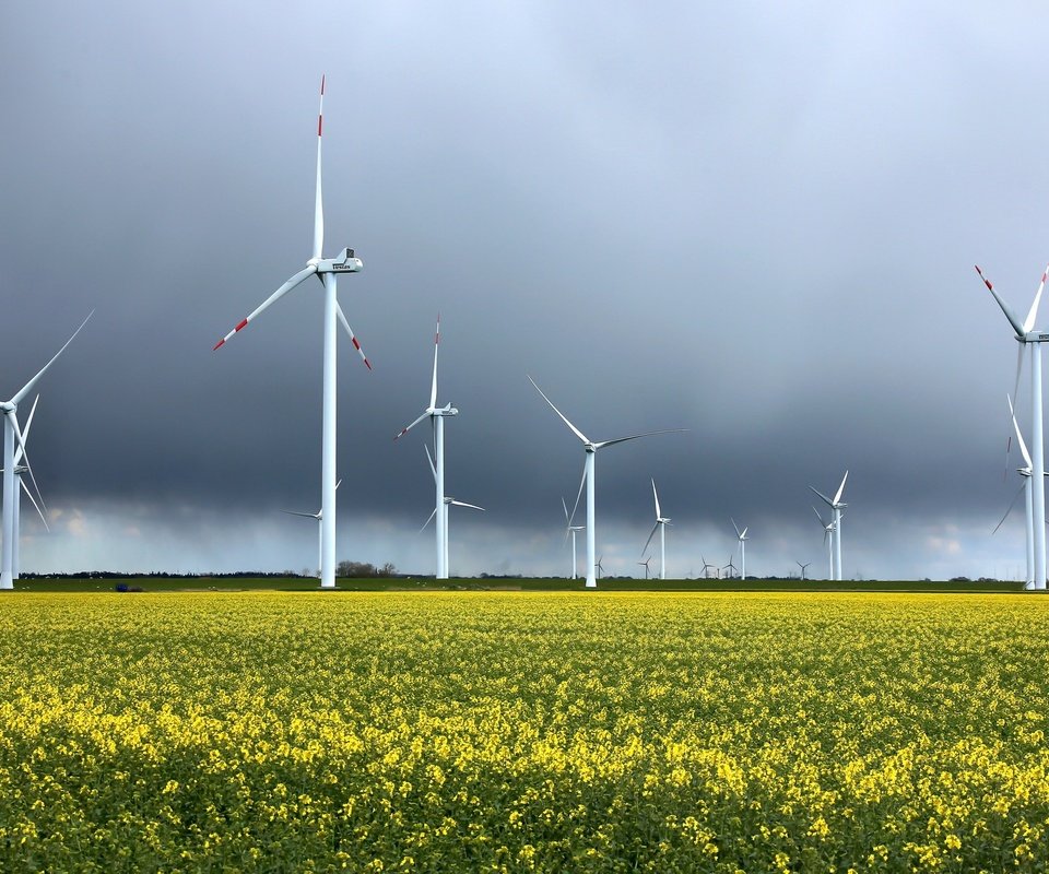 Обои небо, цветы, поле, ветряки, рапс, ветротурбины, the sky, flowers, field, windmills, rape, wind turbine разрешение 2048x1354 Загрузить