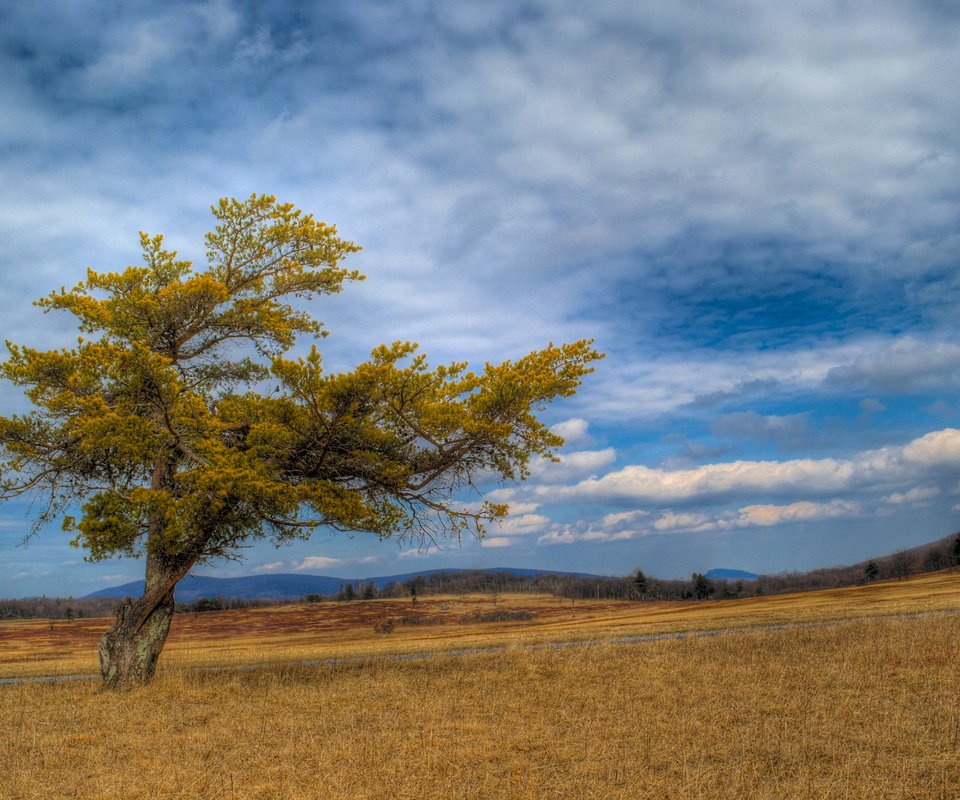 Обои небо, трава, облака, дерево, пейзаж, поле, the sky, grass, clouds, tree, landscape, field разрешение 2560x1600 Загрузить