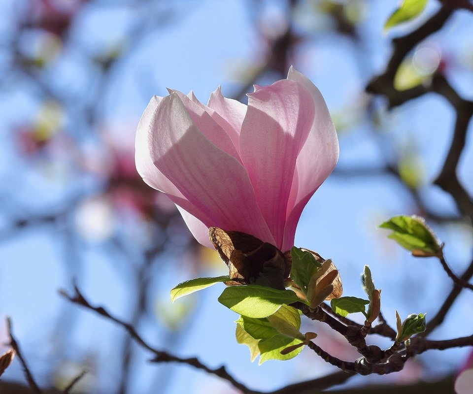 Обои небо, ветка, цветение, бутон, весна, магнолия, the sky, branch, flowering, bud, spring, magnolia разрешение 2048x1365 Загрузить