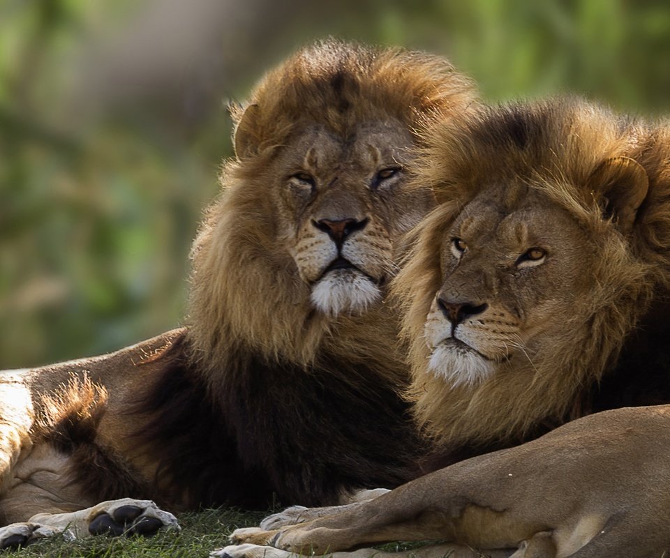 Обои пара, львы, братья, pair, lions, brothers разрешение 2584x1440 Загрузить