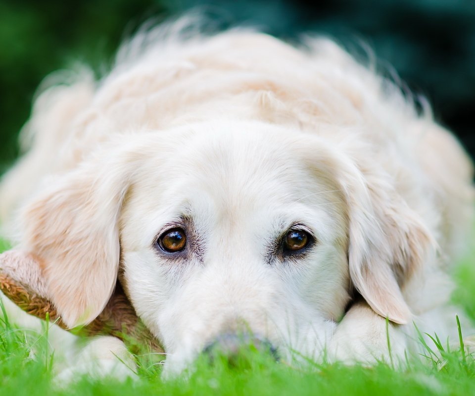 Обои поле, взгляд, собака, лежит, травка, золотистый ретривер, field, look, dog, lies, weed, golden retriever разрешение 2560x1600 Загрузить