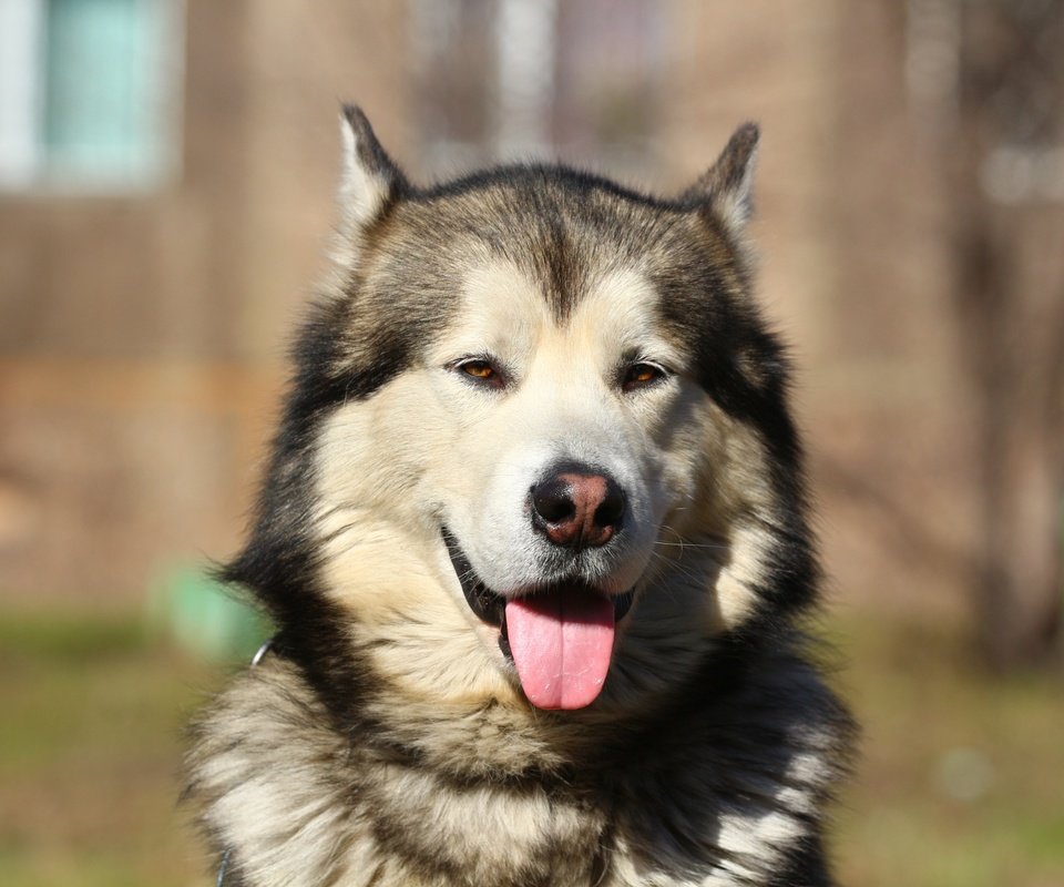 Обои портрет, собака, хаски, язык, маламут, аляскинский маламут, portrait, dog, husky, language, malamute, alaskan malamute разрешение 1920x1280 Загрузить