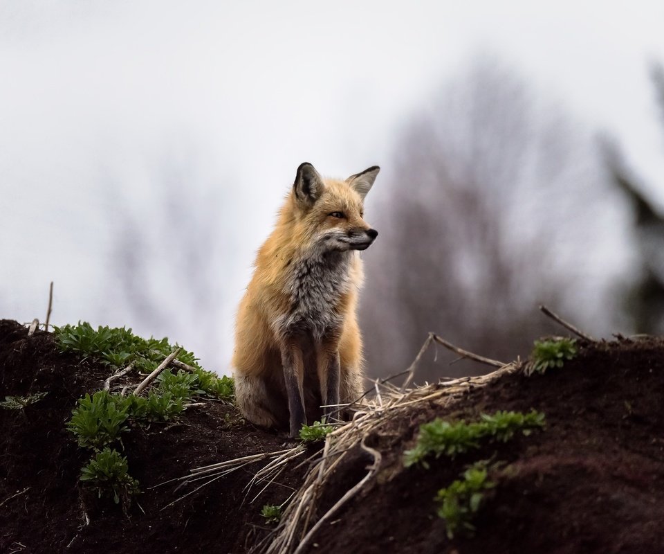 Обои природа, фон, лиса, лисица, животное, nature, background, fox, animal разрешение 2048x1367 Загрузить