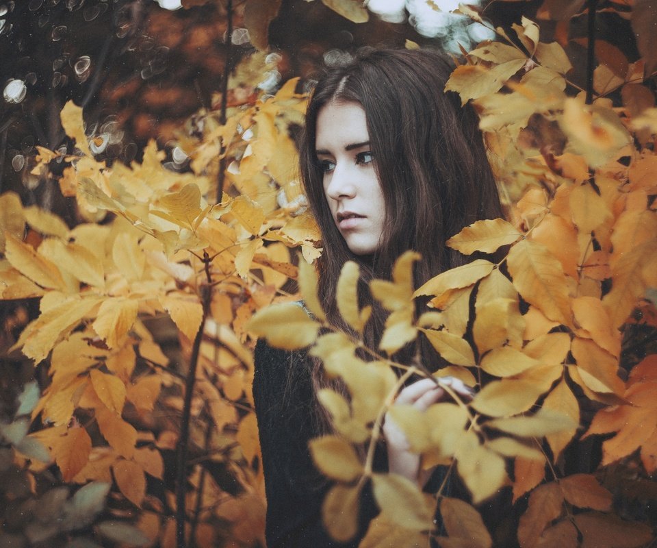 Обои природа, листья, девушка, брюнетка, взгляд, осень, nature, leaves, girl, brunette, look, autumn разрешение 2048x1367 Загрузить