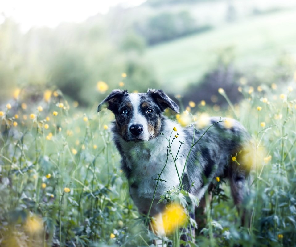 Обои цветы, природа, собака, друг, австралийская овчарка, аусси, flowers, nature, dog, each, australian shepherd, aussie разрешение 2560x1636 Загрузить