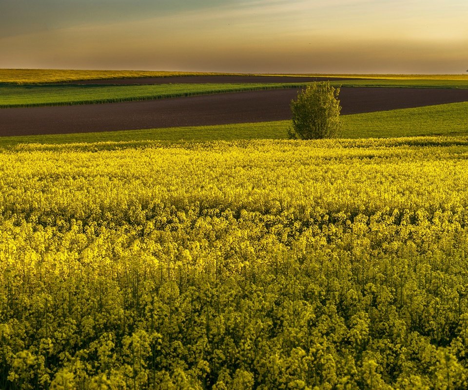 Обои цветы, поля, горизонт, желтые, рапс, flowers, field, horizon, yellow, rape разрешение 3000x2000 Загрузить