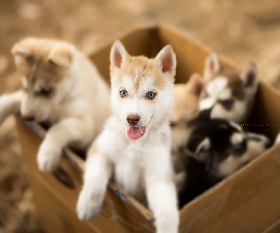 Обои хаски, щенки, собаки, ящик, andrés lópez, husky, puppies, dogs, box разрешение 3000x2003 Загрузить