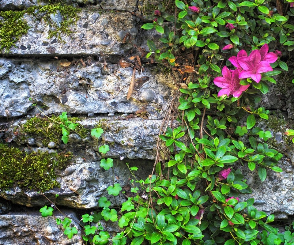 Обои цветы, листья, стена, камень, мох, азалия, flowers, leaves, wall, stone, moss, azalea разрешение 2048x1337 Загрузить