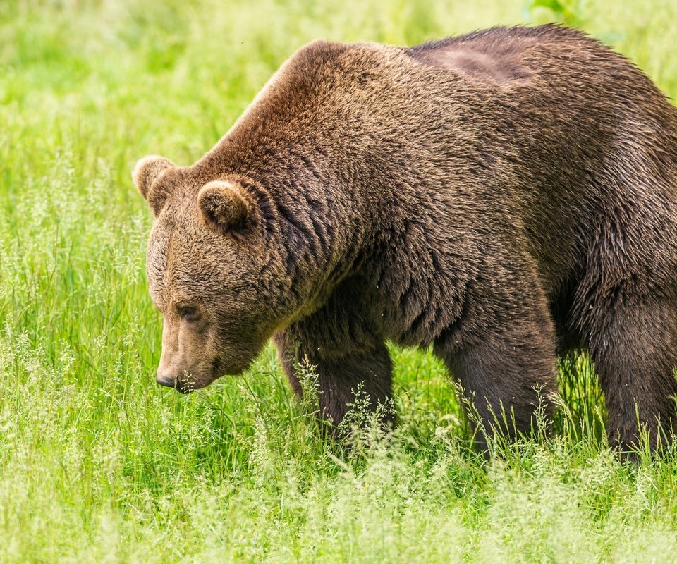 Обои трава, зелень, поле, медведь, бурый медведь, grass, greens, field, bear, brown bear разрешение 3240x2000 Загрузить