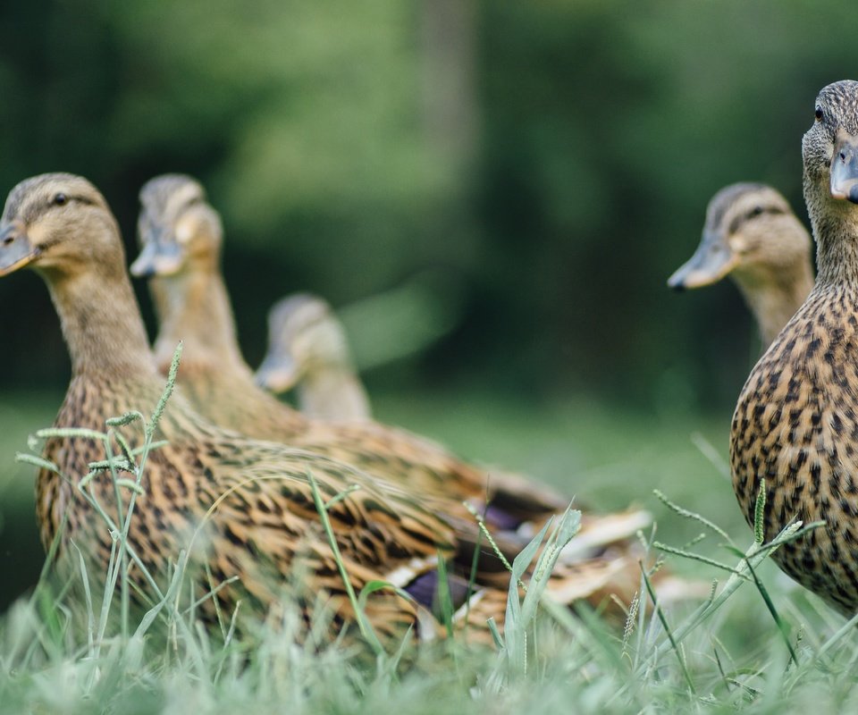 Обои трава, птицы, перья, утки, grass, birds, feathers, duck разрешение 2048x1365 Загрузить