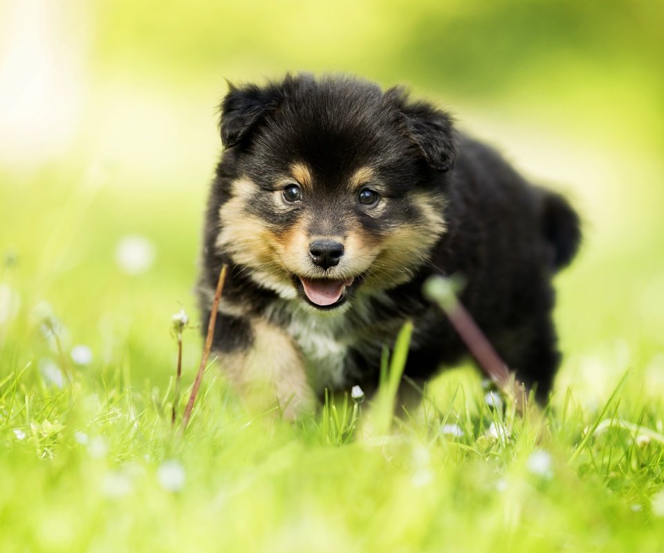 Обои трава, взгляд, собака, щенок, малыш, боке, финский лаппхунд, grass, look, dog, puppy, baby, bokeh, finnish lapphund разрешение 5472x3648 Загрузить