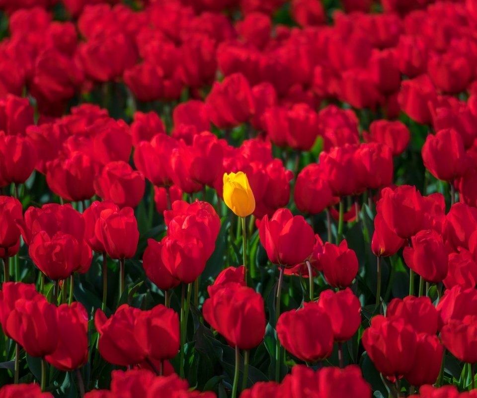 Обои цветы, весна, тюльпаны, много, красные тюльпаны, желтый тюльпан, flowers, spring, tulips, a lot, red tulips, yellow tulip разрешение 2048x1365 Загрузить