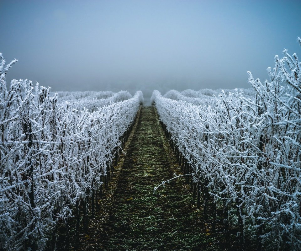 Обои вечер, зима, иней, виноградник, christalentfre, the evening, winter, frost, vineyard разрешение 2560x1707 Загрузить