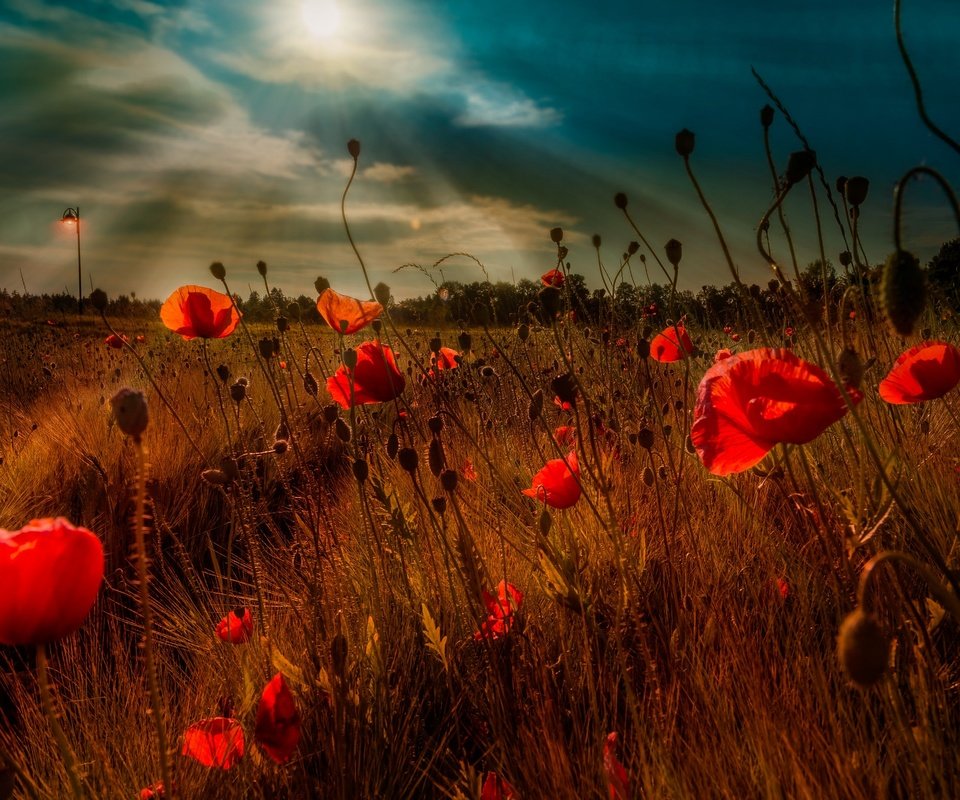 Обои небо, цветы, облака, вечер, поле, маки, the sky, flowers, clouds, the evening, field, maki разрешение 2048x1363 Загрузить