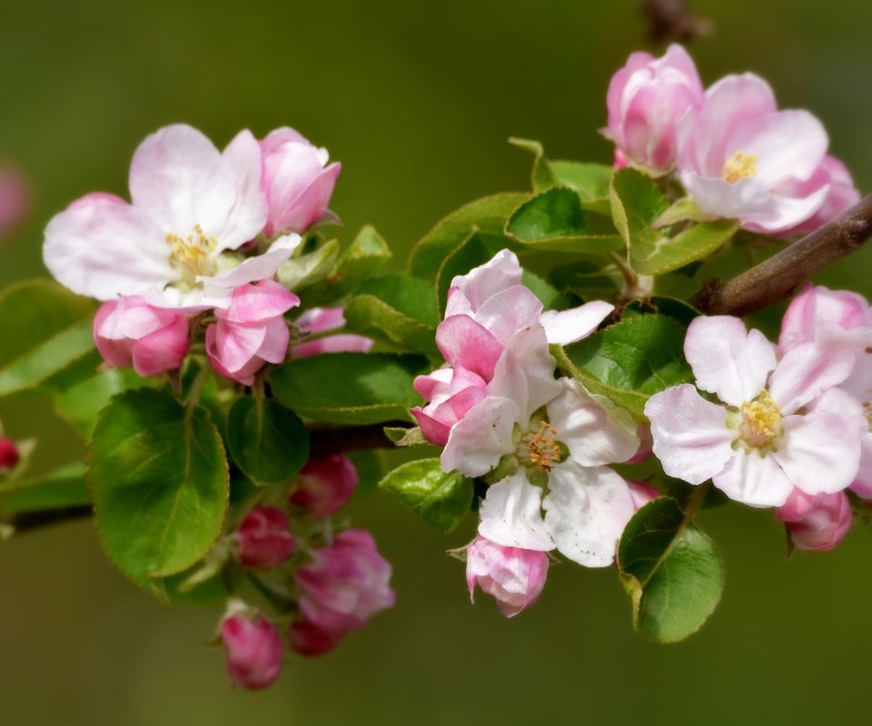 Обои ветка, природа, цветение, фон, весна, яблоня, branch, nature, flowering, background, spring, apple разрешение 2048x1382 Загрузить