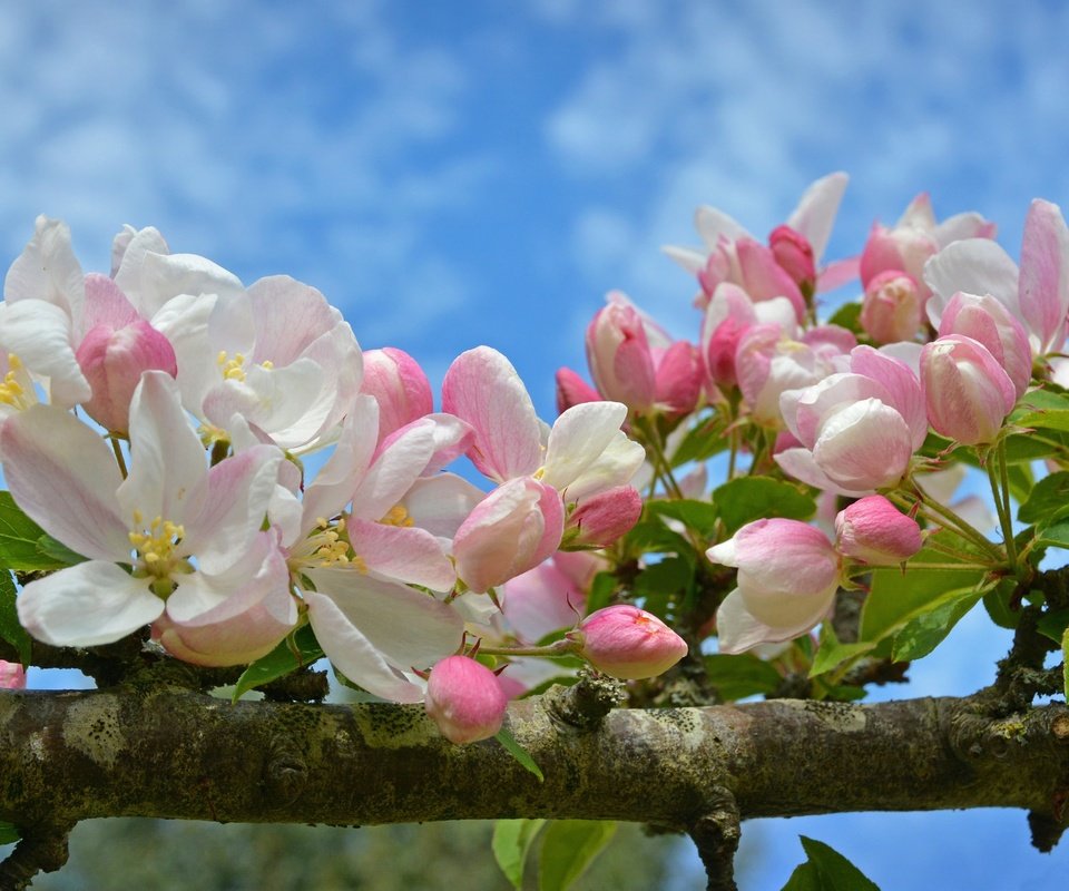 Обои ветка, цветение, макро, весна, яблоня, цветки, бутончики, branch, flowering, macro, spring, apple, flowers, buds разрешение 2048x1289 Загрузить