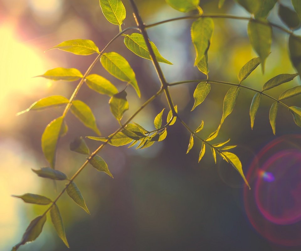 Обои ветка, природа, дерево, листья, фон, лучи света, branch, nature, tree, leaves, background, rays of light разрешение 2048x1356 Загрузить