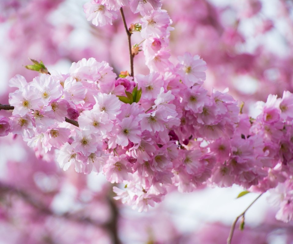 Обои ветка, цветение, весна, розовые, сакура, branch, flowering, spring, pink, sakura разрешение 2048x1365 Загрузить