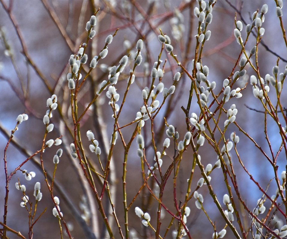 Обои природа, фон, ветки, весна, верба, nature, background, branches, spring, verba разрешение 5085x3323 Загрузить