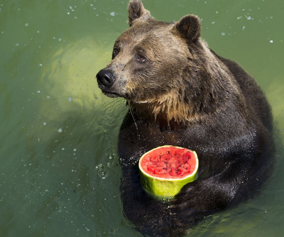 Обои вода, лапы, капли, медведь, арбуз, water, paws, drops, bear, watermelon разрешение 2560x1600 Загрузить