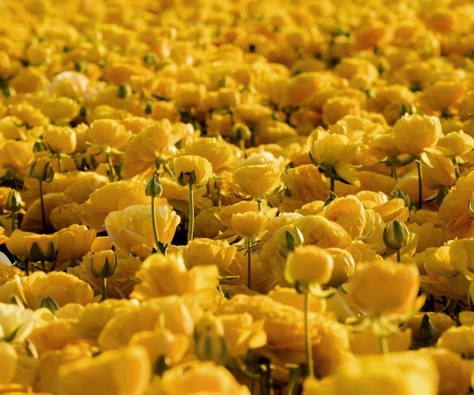 Обои цветы, желтый, ранункулюс, лютик, flowers, yellow, ranunculus, buttercup разрешение 2048x1304 Загрузить