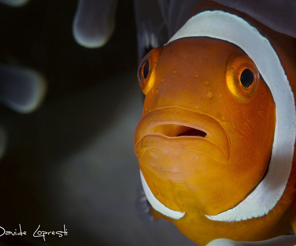 Обои рыба, подводный мир, рыба-клоун, актиния, davide lopresti, fish, underwater world, clown fish, actinium разрешение 2000x1333 Загрузить