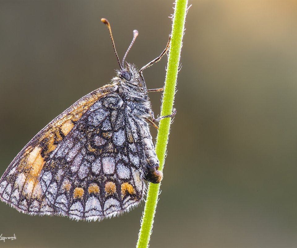 Обои природа, насекомое, фон, бабочка, стебель, davide lopresti, шашечница, nature, insect, background, butterfly, stem, the metalmark разрешение 2000x1333 Загрузить