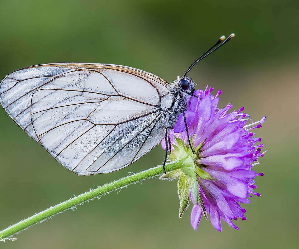 Обои насекомое, цветок, бабочка, крылья, davide lopresti, боярышница, insect, flower, butterfly, wings, the aporia crataegi разрешение 2000x1335 Загрузить