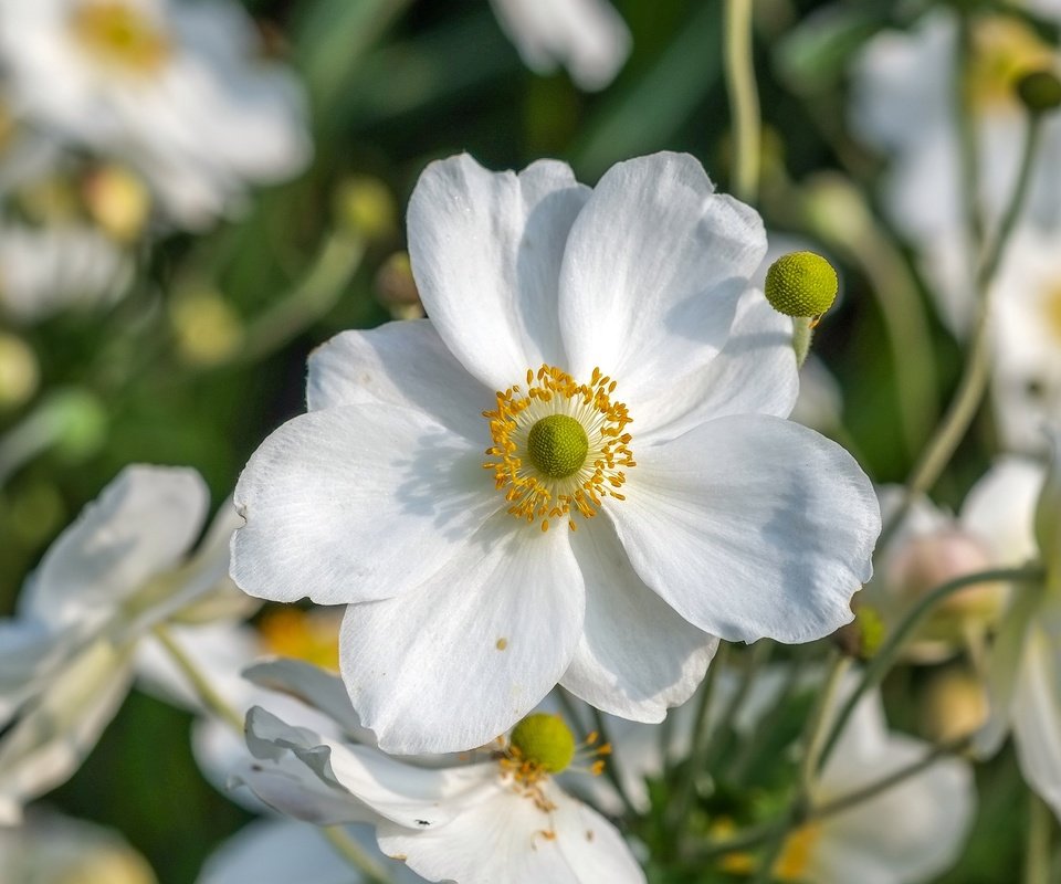 Обои цветы, макро, лепестки, белые, анемоны, ветреница, flowers, macro, petals, white, anemones, anemone разрешение 4006x2482 Загрузить