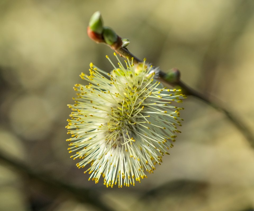 Обои ветка, природа, фон, размытость, весна, верба, branch, nature, background, blur, spring, verba разрешение 4896x2760 Загрузить