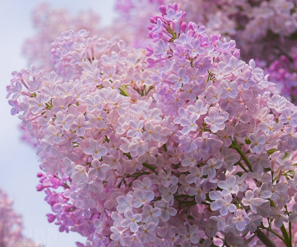 Обои цветы, цветение, ветки, весна, сирень, flowers, flowering, branches, spring, lilac разрешение 2013x1400 Загрузить