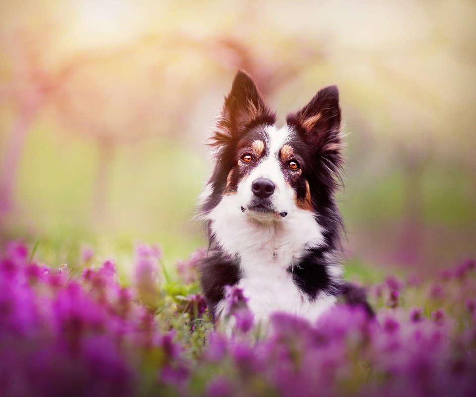 Обои цветы, собака, весна, бордер-колли, kristýna kvapilová, flowers, dog, spring, the border collie разрешение 2924x1949 Загрузить