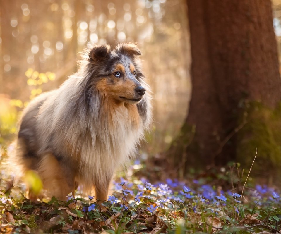 Обои цветы, природа, лес, собака, весна, шелти, sabine fallend, flowers, nature, forest, dog, spring, sheltie разрешение 1920x1150 Загрузить