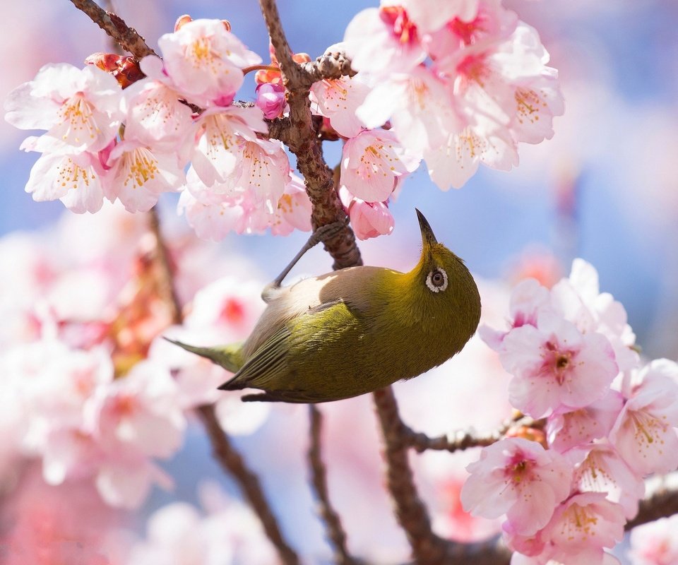 Обои цветы, ветка, цветение, фон, птица, весна, сакура, белоглазка, flowers, branch, flowering, background, bird, spring, sakura, white-eyed разрешение 1920x1378 Загрузить