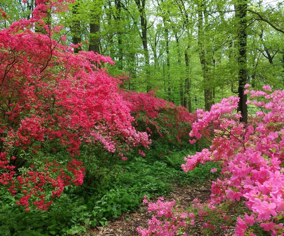 Обои деревья, цветение, лес, швейцария, тропинка, весна, trees, flowering, forest, switzerland, path, spring разрешение 2880x1920 Загрузить