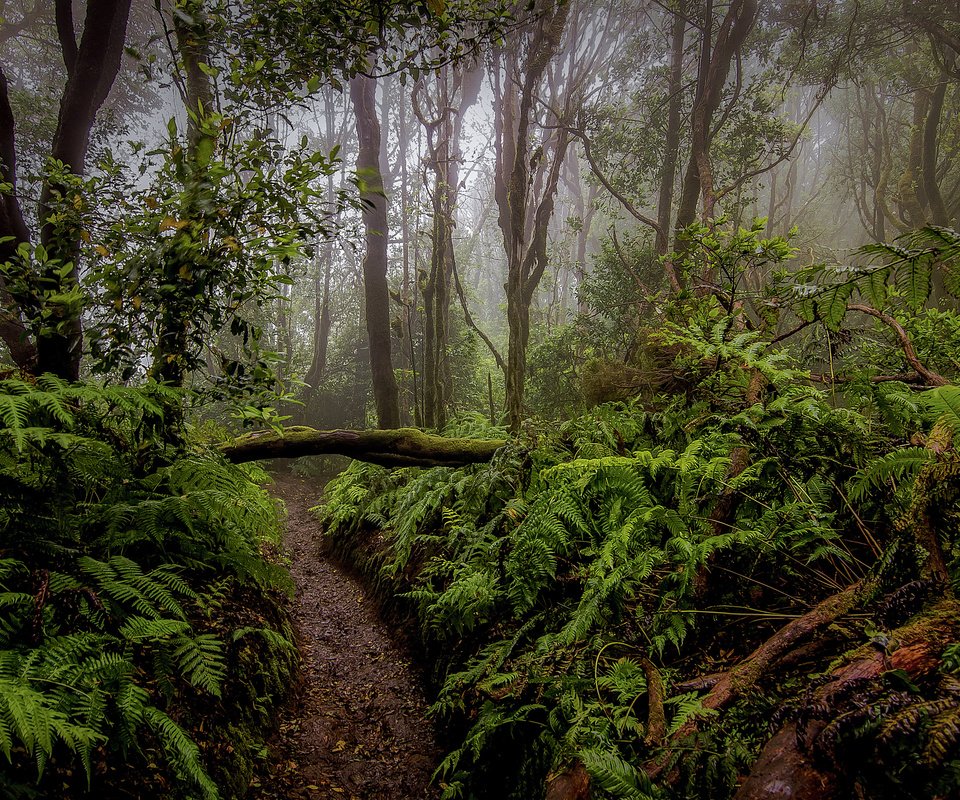 Обои деревья, природа, лес, папоротник, тропики, растительность, trees, nature, forest, fern, tropics, vegetation разрешение 3775x2500 Загрузить